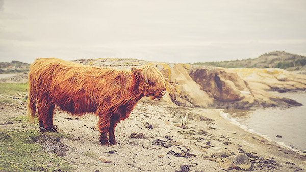 The Mobile Revolution is Here